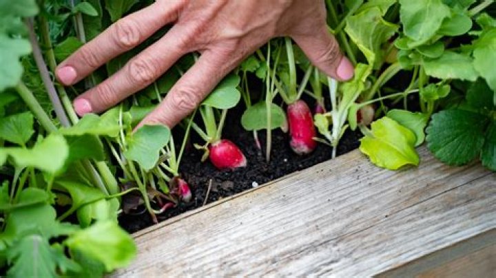 What radishes look like when ready to pick?