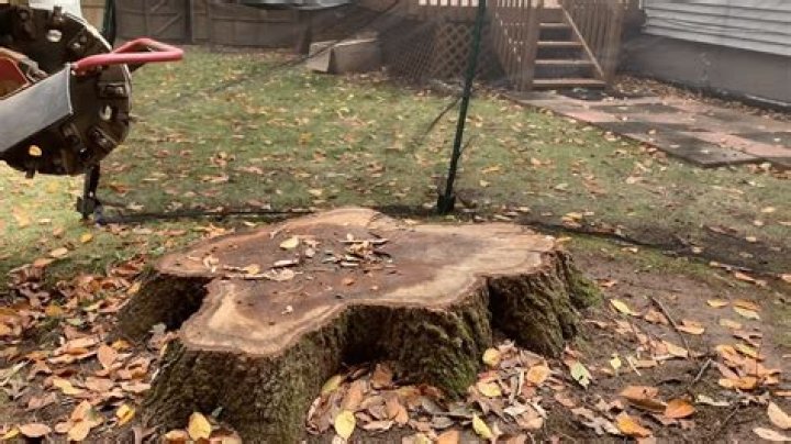 What rots tree stumps?