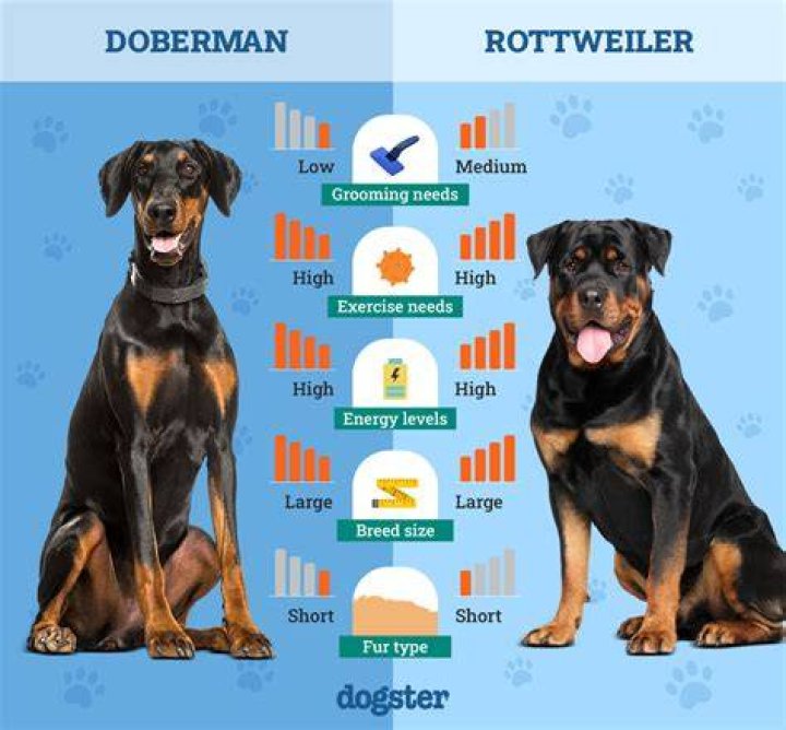 What rottweilers like to do?