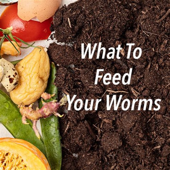 What to feed lob worms?