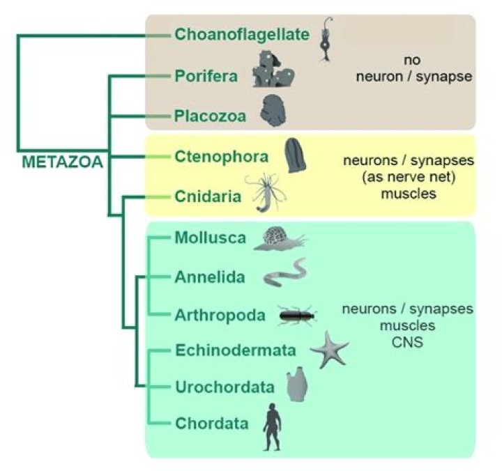 What was the first metazoan?