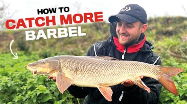 Whats a barbel fishing?