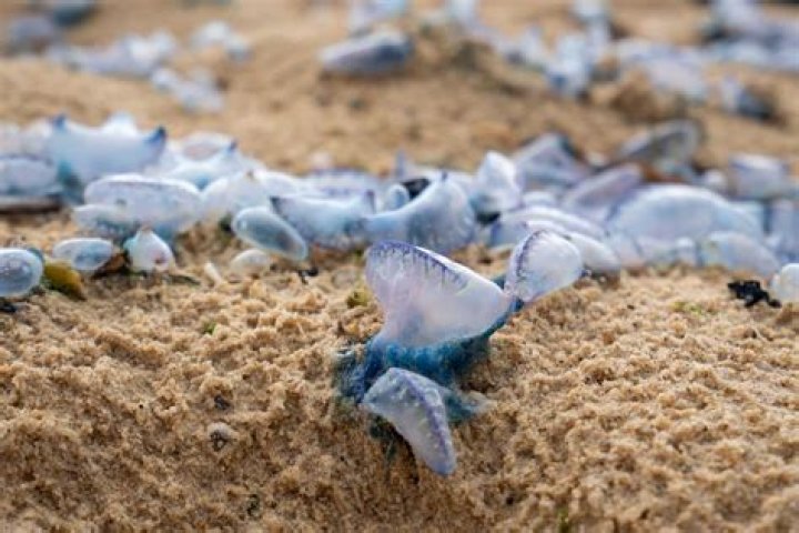 Whats a blue bottle fish?