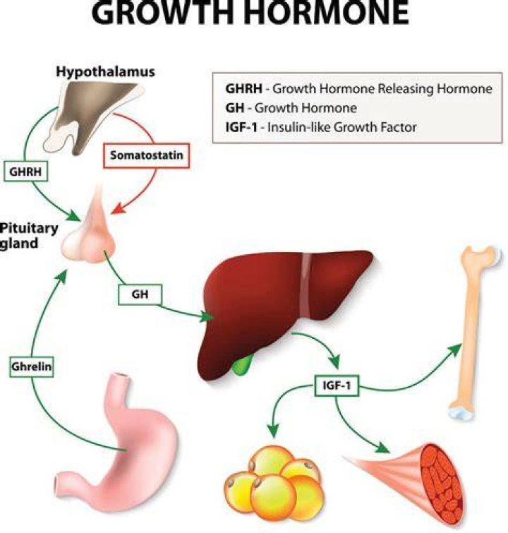 Whats human growth hormone?