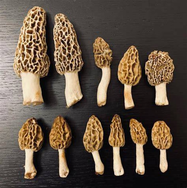 Whats so special about morel mushrooms?