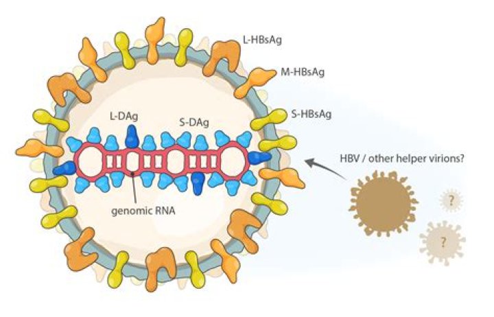 Whats the delta virus?