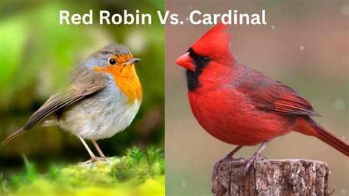 Whats the difference between a red robin and a cardinal?