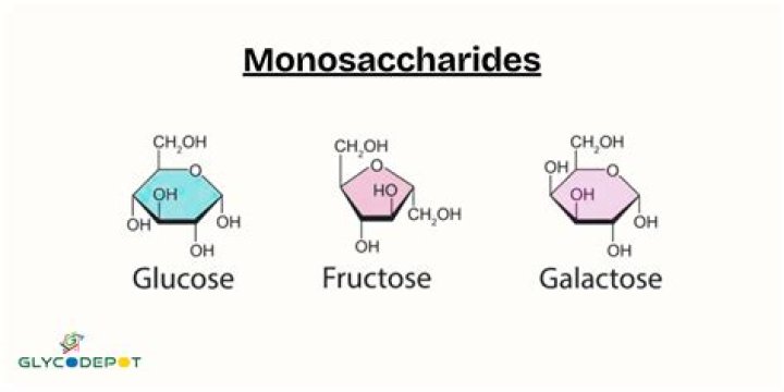 Whats the function of monosaccharide?