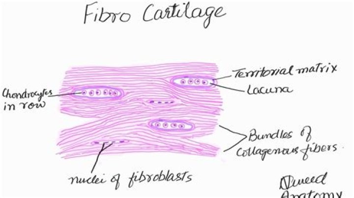 Whats the function of the fibrocartilage?