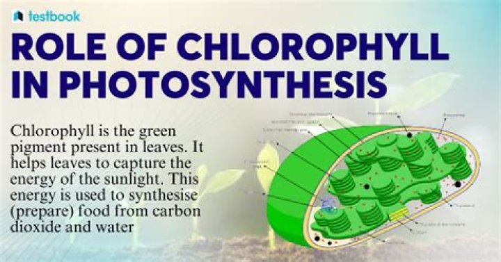Whats the role of chlorophylls in the biochemical pathways of photosynthesis?