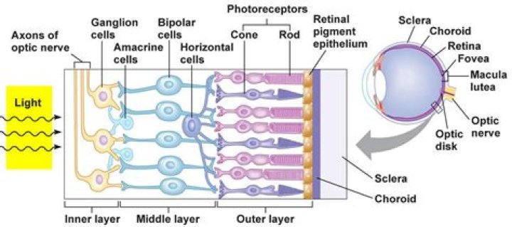 When a photoreceptor absorbs light?