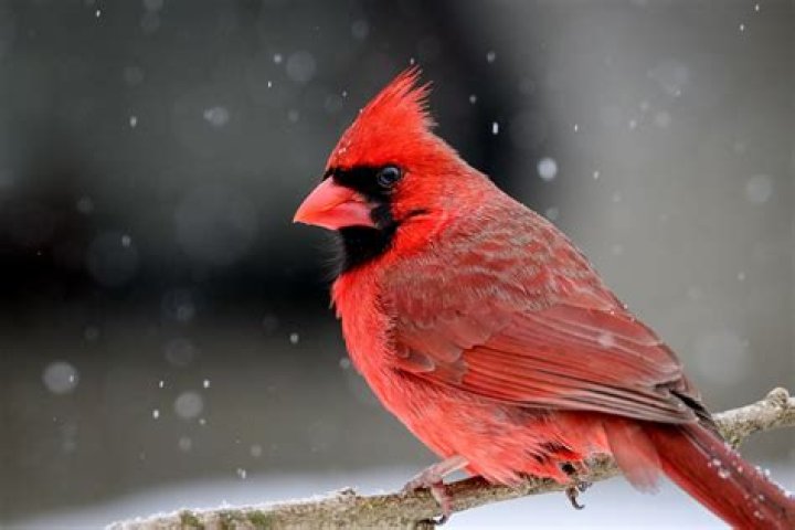 When a red cardinal bird?