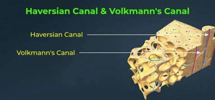 When are haversian canals located?