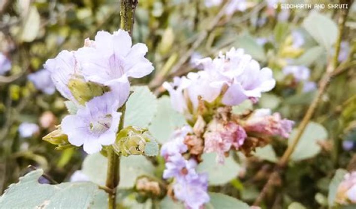 When did neelakurinji bloom last?
