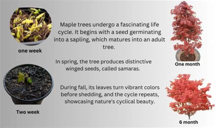 When do maple samaras fall?