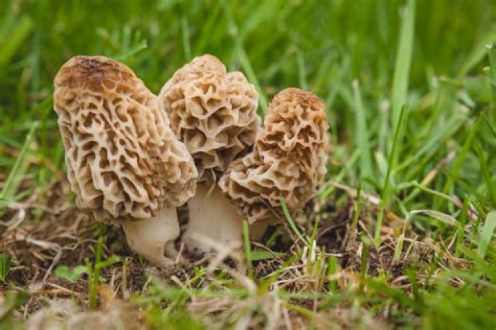 When do morels grow in michigan?