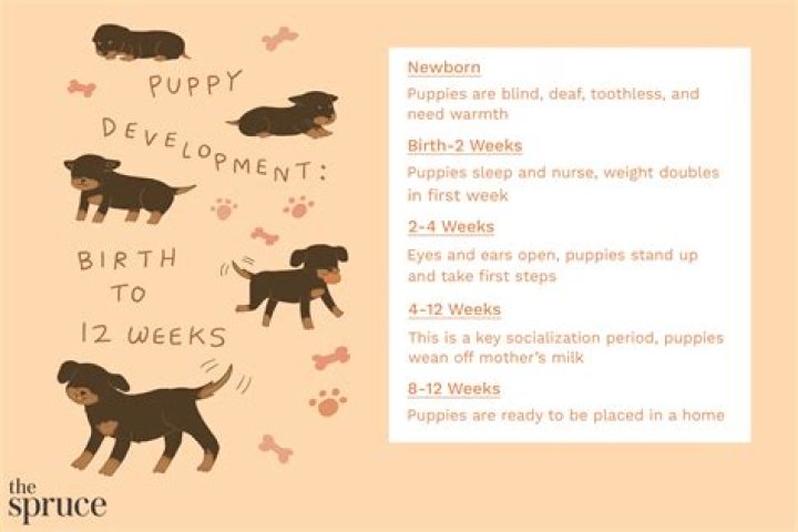 When do puppies become better behaved?