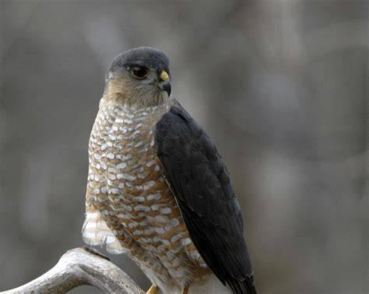 When do sharp shinned fledge?