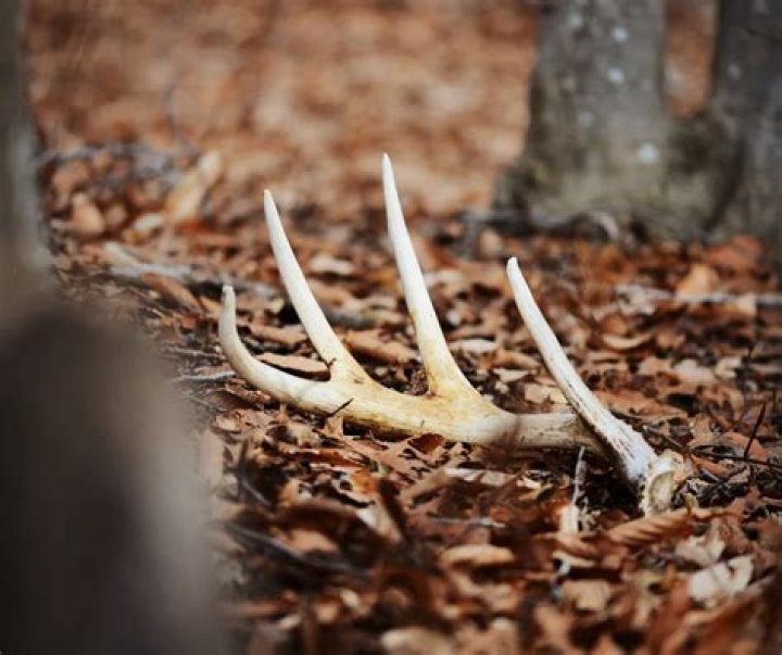 When do whitetails shed antlers?