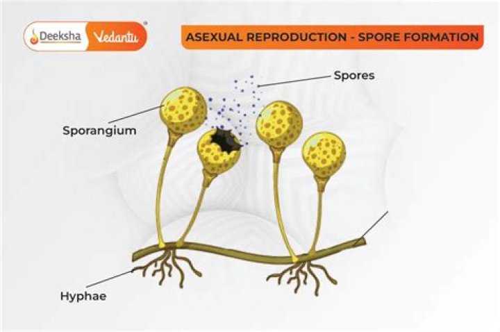 When does bracken produce spores?