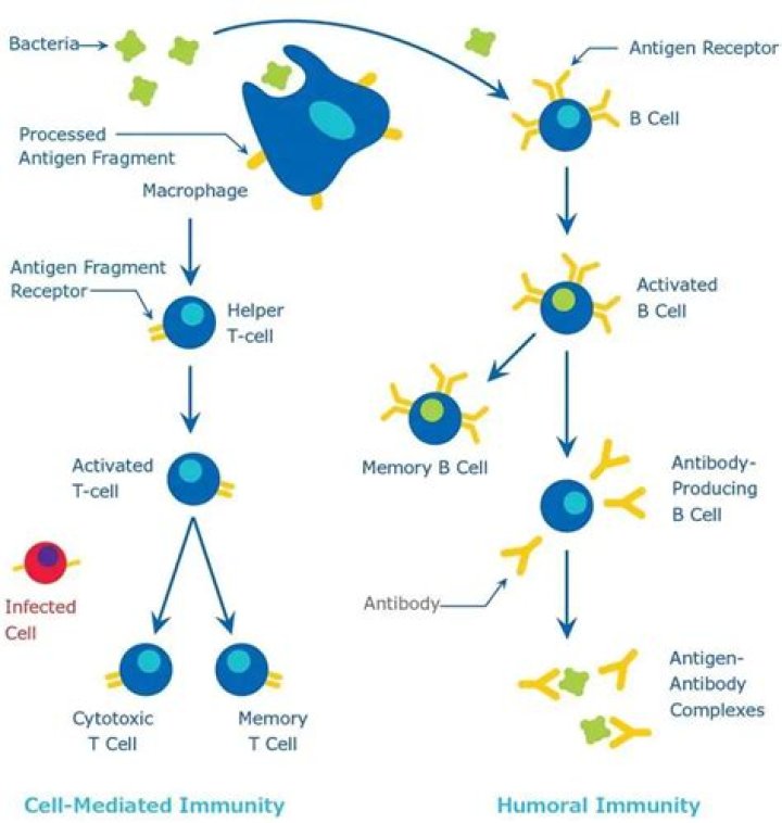 When does cell mediated immunity occur?