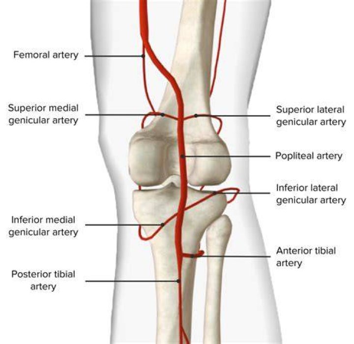When does femoral artery become popliteal?