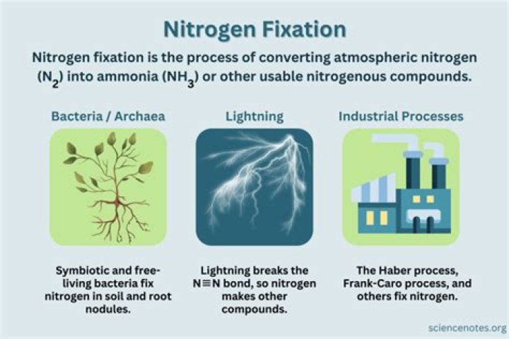 When does fixation of nitrogen occur?