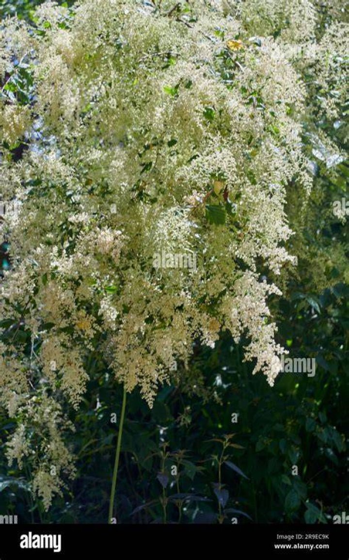 When does holodiscus discolor bloom?