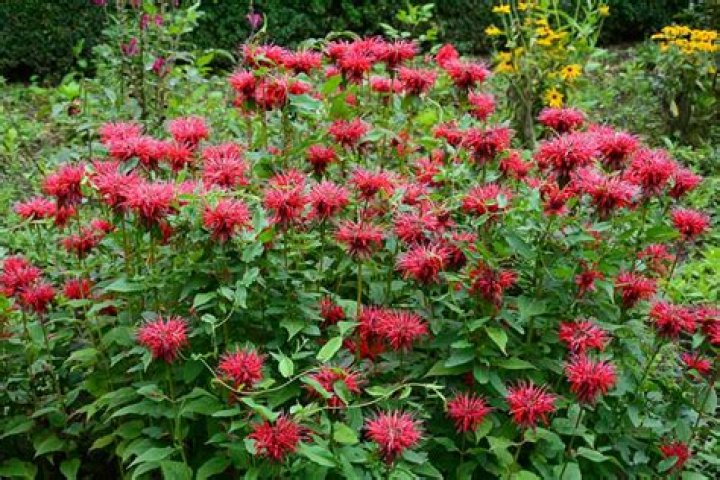When does monarda didyma bloom?