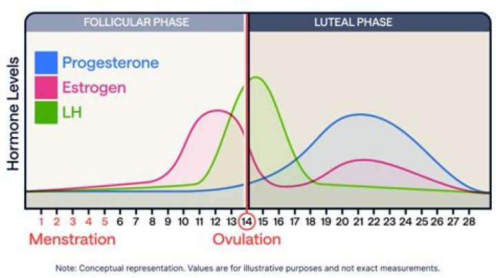 When does oestrogen peak?