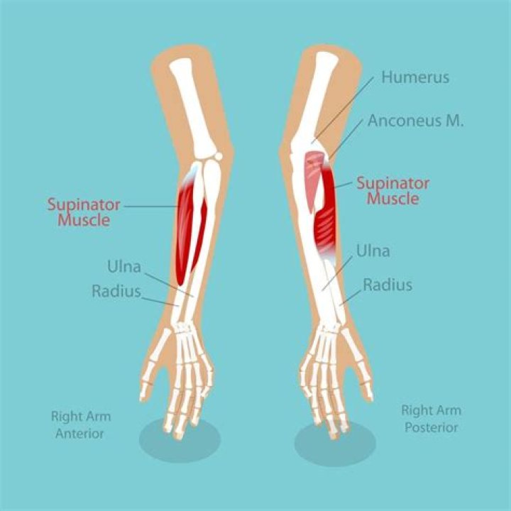 When does supination occur?