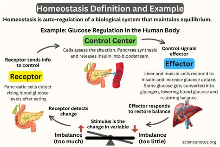 When does the integumentary system maintain homeostasis?