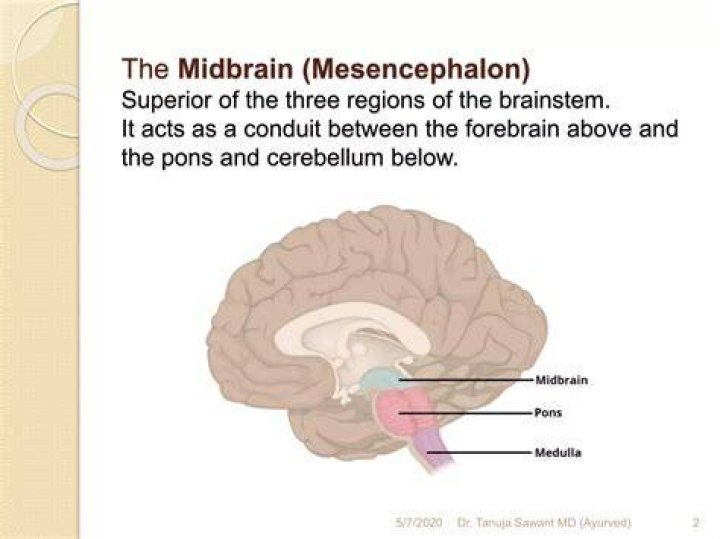 When does the midbrain develop?