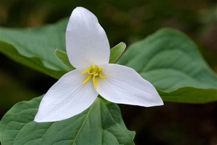 When does trillium bloom?