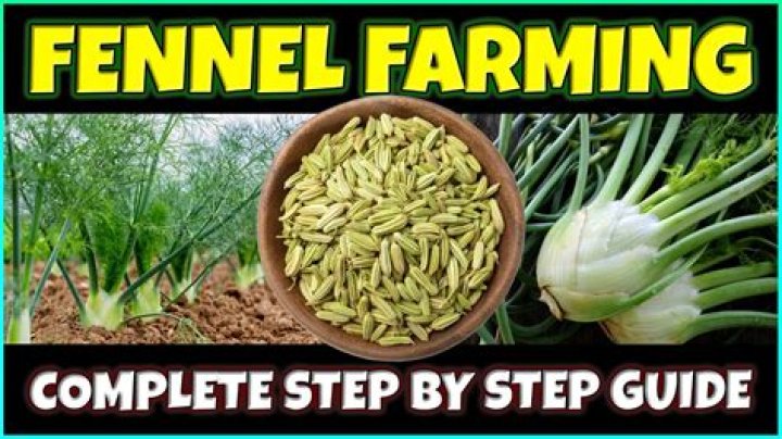 When fennel goes to seed?