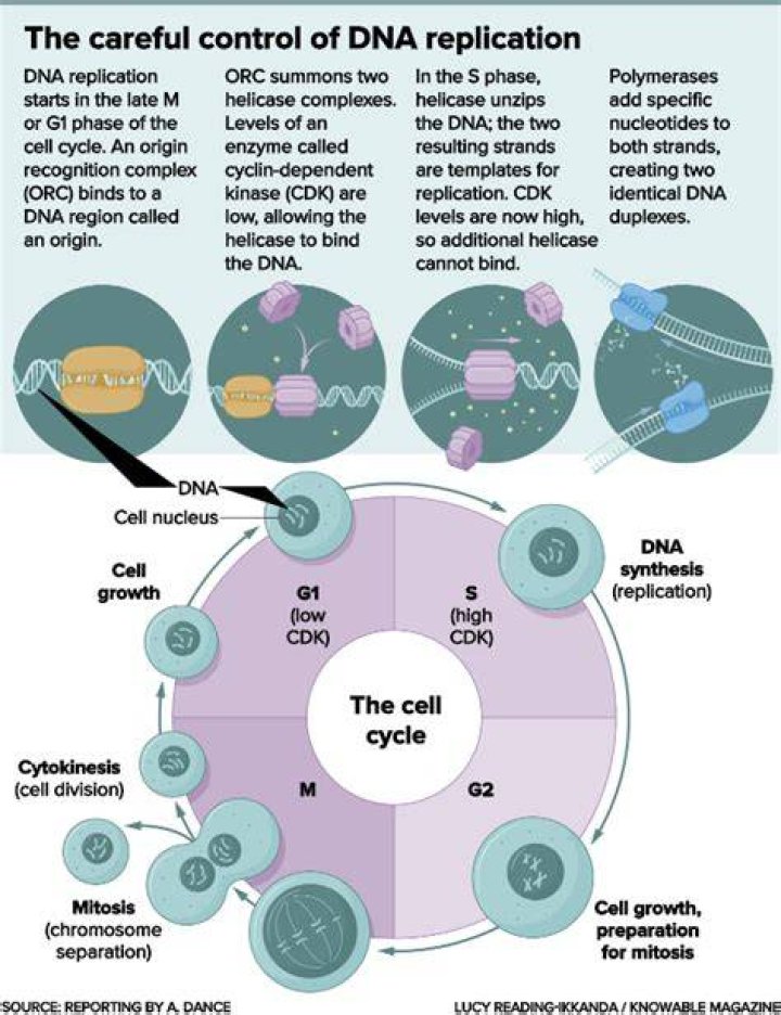 When is dna copied?