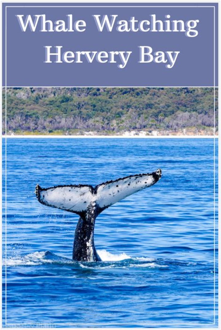 When is hervey bay whale watching season?