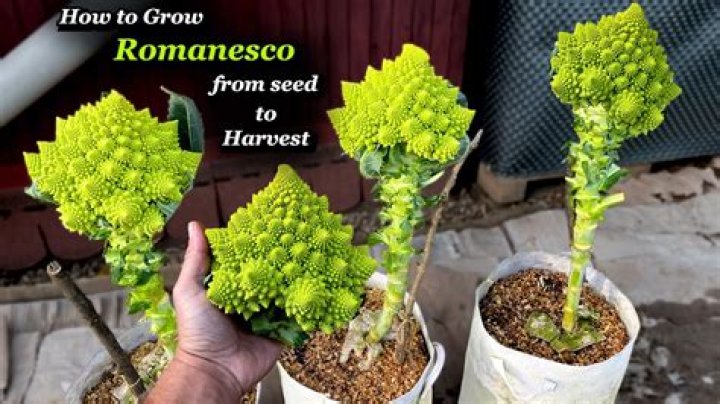 When is romanesco ready to harvest?