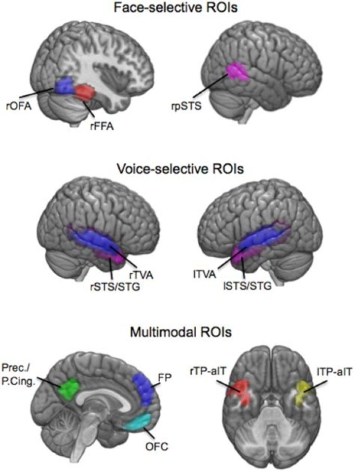 When is the fusiform face area most active?