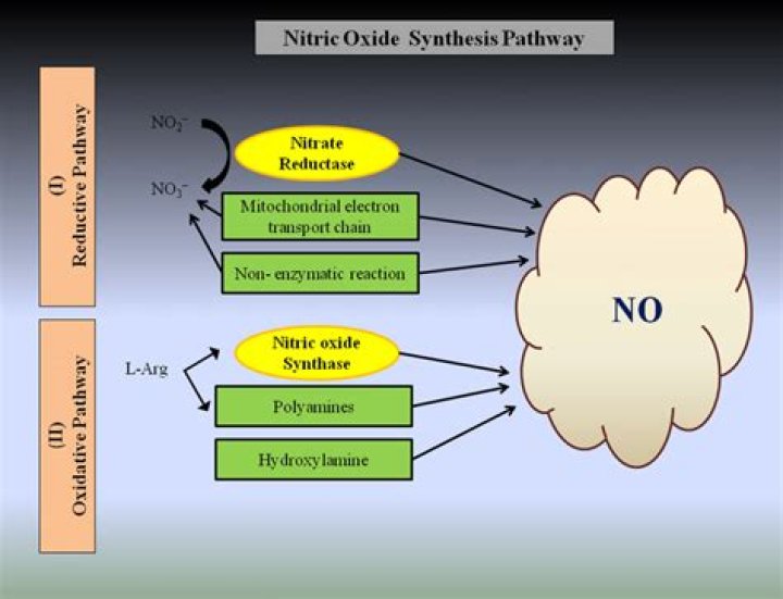 When nitric oxide synthesis?