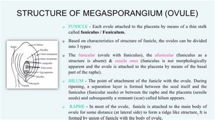 When ovule is straight with funiculus embryo?
