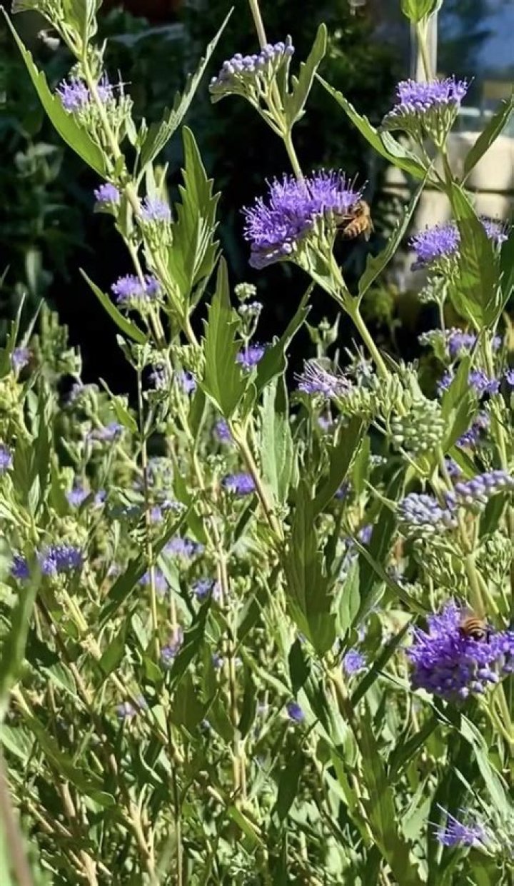 When should caryopteris be cut back?