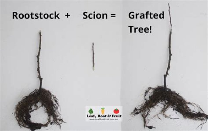 When should i cut my scions for grafting?
