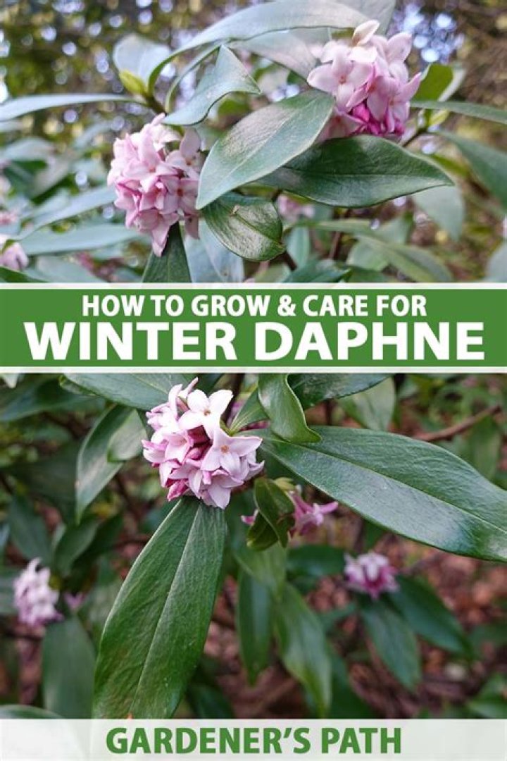 When should you plant daphne?