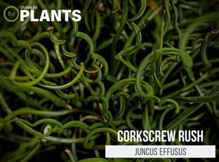 When to cut juncus effusus?