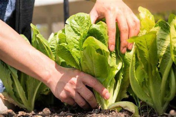 When to harvest great lakes head lettuce?
