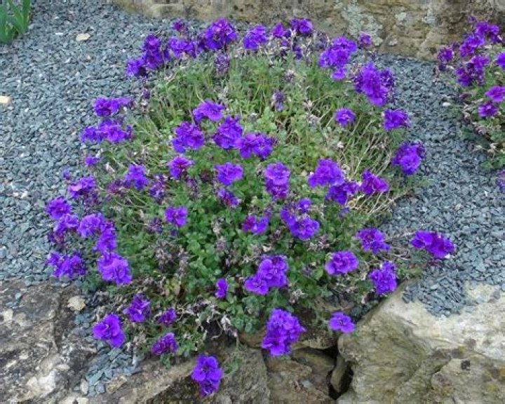 When to plant aubretia?