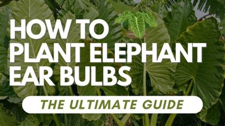 When to plant elephant ear bulbs?