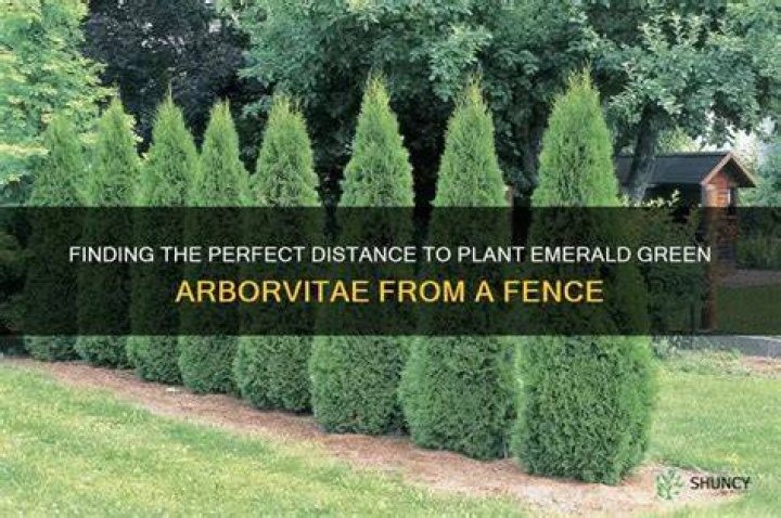 When to plant emerald green arborvitae?