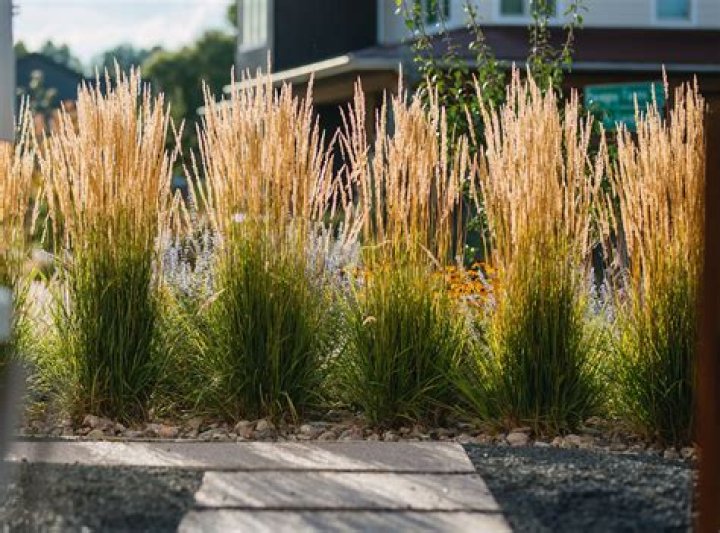 When to plant grasses?